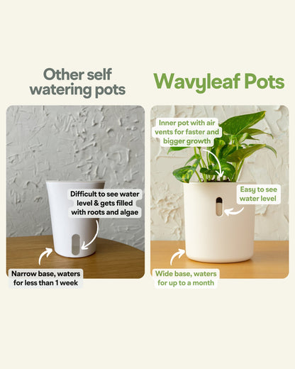 Wavyleaf Self Watering Planter | 4 inch